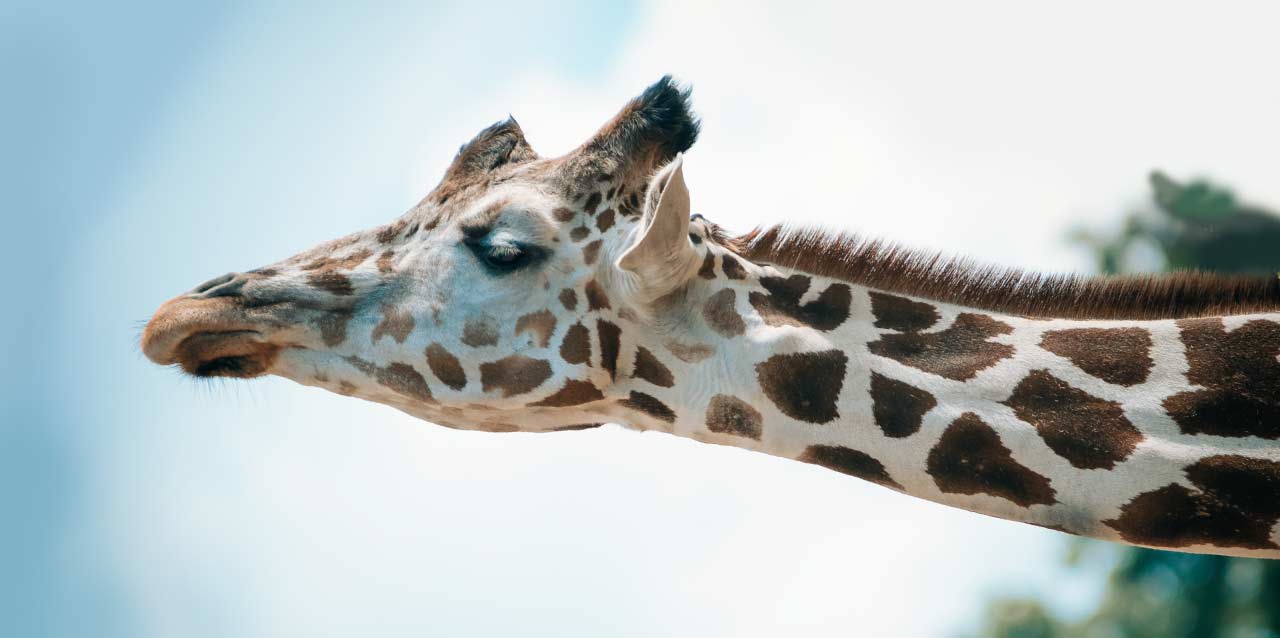 Ser uma girafa e como dormir de pé