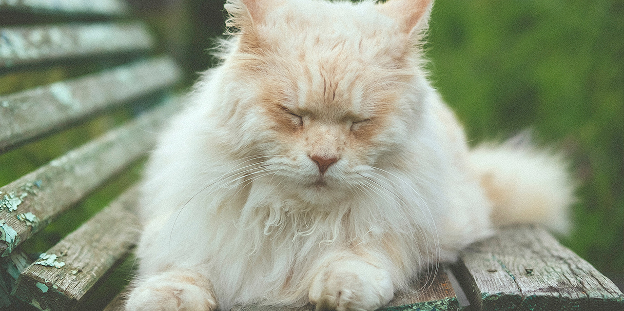 gato adormecido