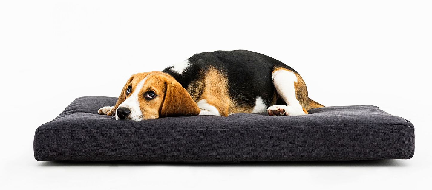 A melhor cama para cães grandes e pequenos
