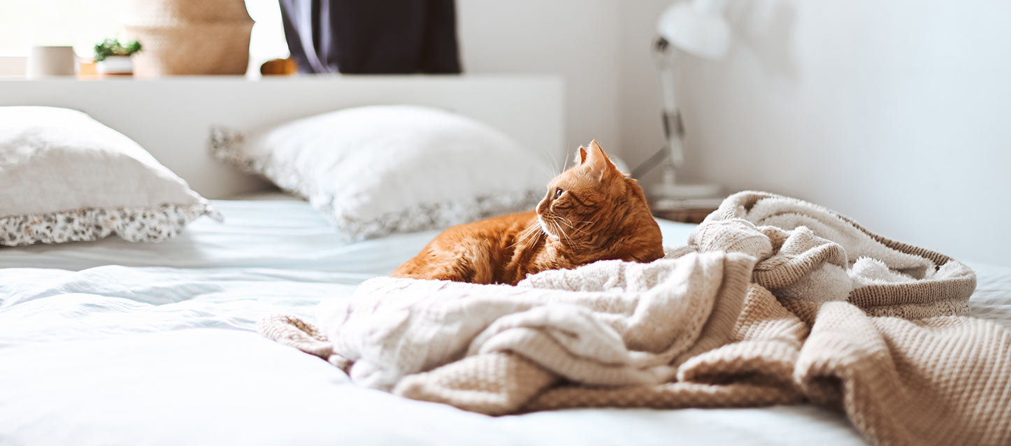 gato alaranjado deitado sobre a cama, junto a uma manta