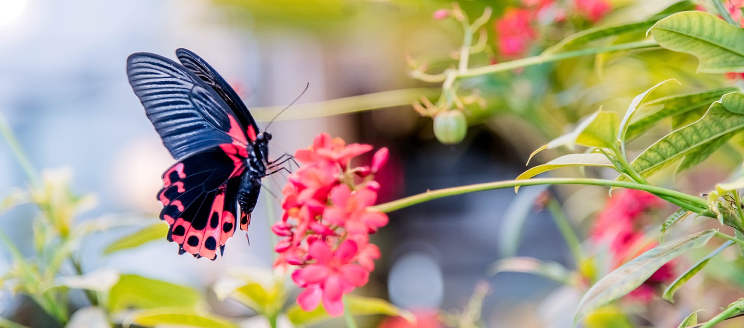 borboleta negra de asas negras e rosas numa flor