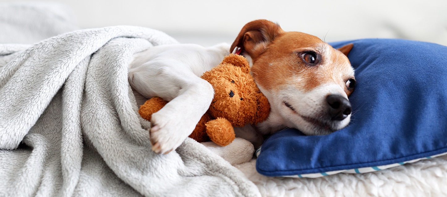 cão metido numa cama, tapado com uma manta, abraçado a um ursinho de peluche, com a cabeça apoiada sobre uma almofada azul