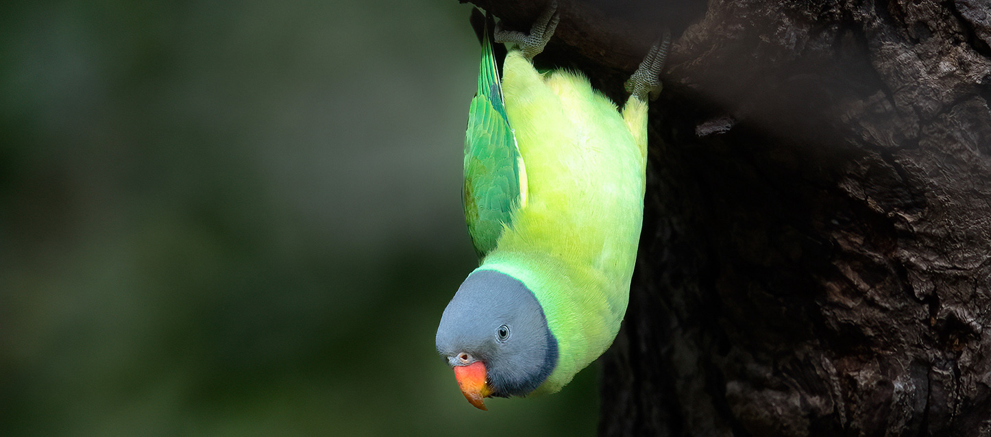 papagaio do himalaia pendurado de boca para baixo do ramo de uma árvore