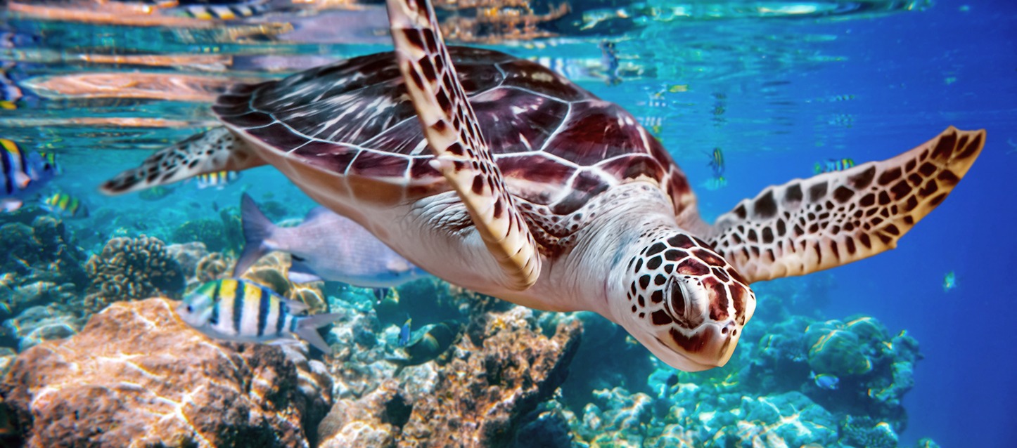 tartaruga com carapaça castanha, a nadar no mar com peixes e pedras de fundo