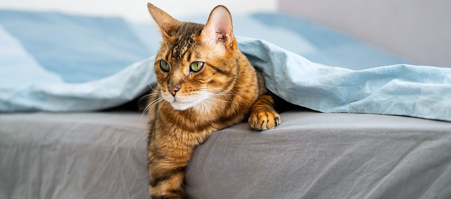 gato alaranjado, a sair de entre os lençóis de uma cama