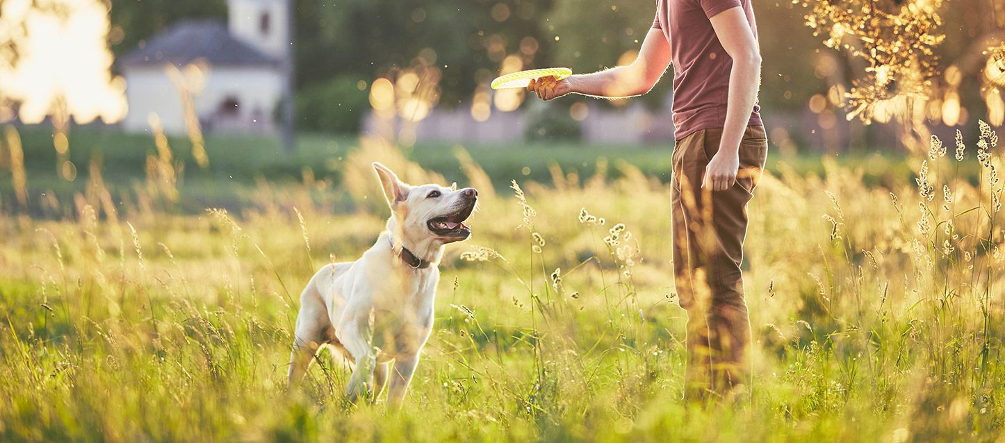 cão de raça pastor-branco-suíço a ir na direção do seu dono, que lhe vai atirar um frisbee no campo