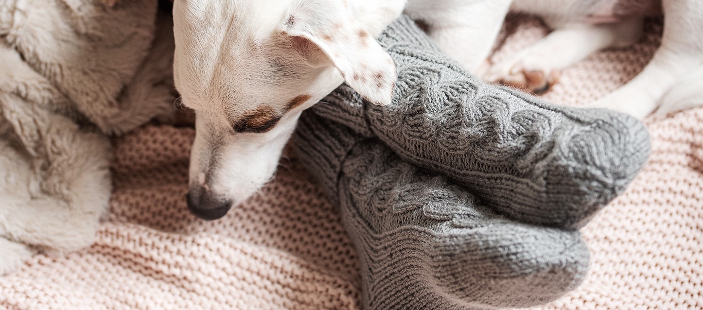 cão branco com uma mancha castanha no olho, deitado na cama sobre uns pés com meias de inverno de cor cinzenta
